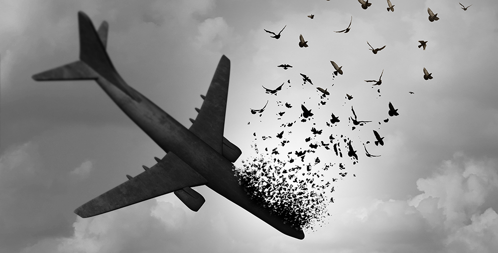 impact oiseau sur avion